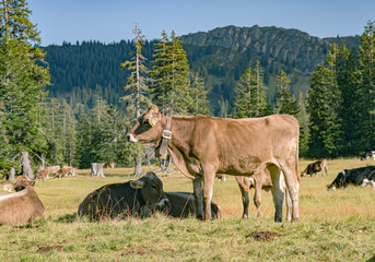 cow in the mountains