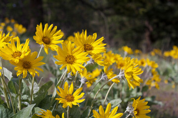 Fototapeta premium Yellow Arrowleaf Balsamroot flowers on a meadow on a sunny day