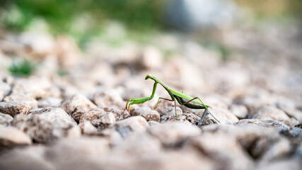Green praying mantis crosses a rocky road in the wild
