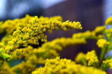 a branch in a bouquet of blooming goldenrod