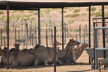 Camels in a corral on a camel farm in the UAE desert.