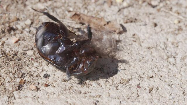 LArge beetle on the ground