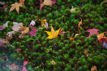 Autumn maple leaves on the ground, on the green moss.