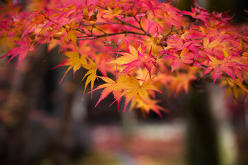 Red and yellow maple leaves in a Japanese park in Kyoto