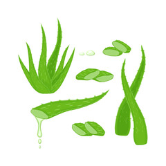 Set with Aloe Vera plant, leaves and different cutting pieces, juice drops elements vector illustration isolated on white background. Medicinal plant illustration.