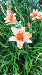 orange lily flower