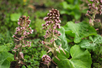 flowers in the field