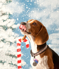 Beagle Dog in front of Holiday Backdrop Licks Lips