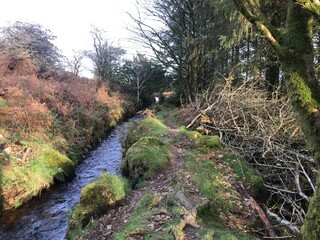 Stream in the forest
