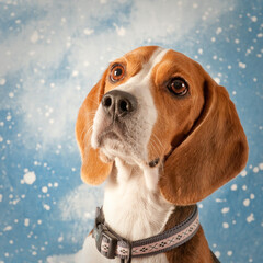 Beagle Dog in Front of Holiday Snowfall Backdrop