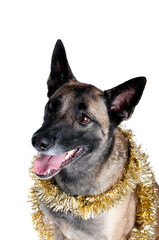 Dog Wrapped in Gold Holiday Tinsel Isolated on White