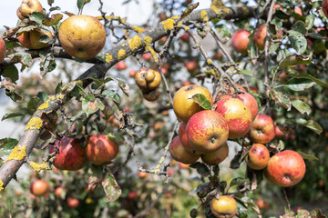 Apples grown without artificial fertilizers on an old apple tree. Organic Fruit.