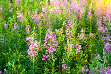 Obraz na płótnie Canvas Pink fireweed ivan tea in summer. growing in the nature meadow.
