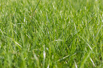 Green grass texture background. Selective soft focus.