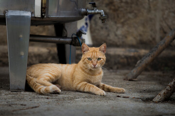 Yellow and white colored cat lying outdoors.