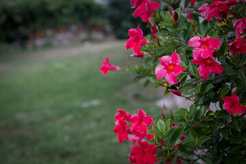 Fototapeta premium Red flower with vintage color tone.