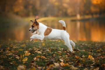 dog in yellow leaves. jack russell terrier in nature in autumn park