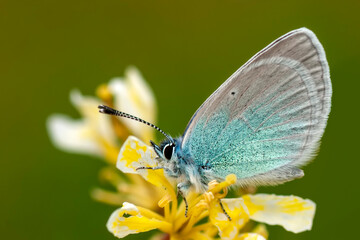 Macro shots, Beautiful nature scene. Closeup beautiful butterfly sitting on the flower in a summer garden.