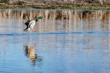 Mallard ducks in the wild and in flight.