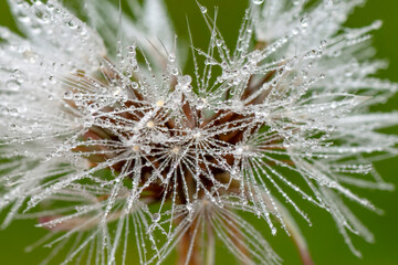 Dandelion seeds close up blowing in green background