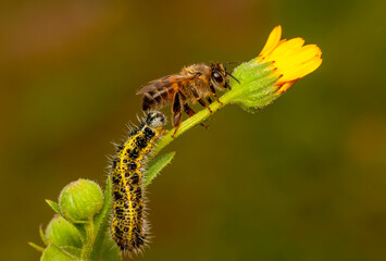 Macro shots, Beautiful nature scene. Close up beautiful caterpillar of butterfly  
