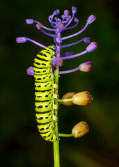 Macro shots, Beautiful nature scene. Close up beautiful caterpillar of butterfly  