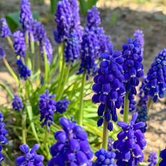 blue hyacinth flowers
