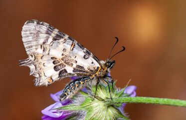 Macro shots, Beautiful nature scene. Closeup beautiful butterfly sitting on the flower in a summer garden.