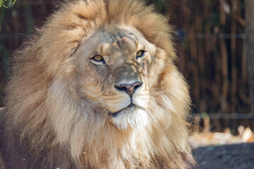 Lion - Panthera leo