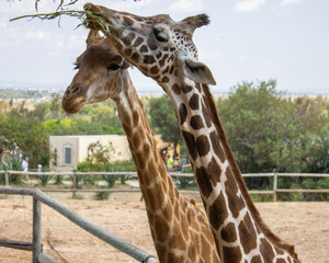 Obraz premium portrait of a giraffe