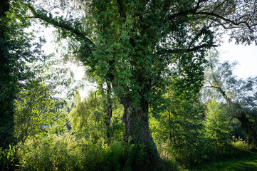 Mein Freund der Baum