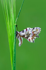 Macro shots, Beautiful nature scene. Closeup beautiful butterfly sitting on the flower in a summer garden.