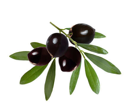 dark olives on a branch with leaves on a white background