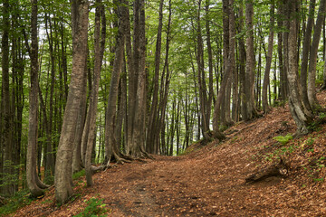 trail in a mountain beech forest