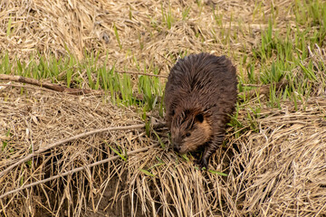 A busy beaver just doing his thing.