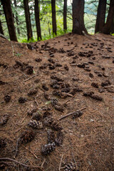 Cones fallen from trees in the forest