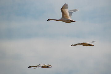 Must swans in flight.