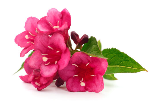 Pink weigela blossom.
