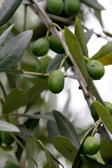 Olive tree (Olea europaea)