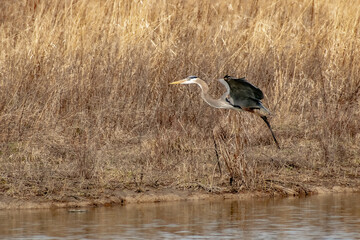 A heron taking off.