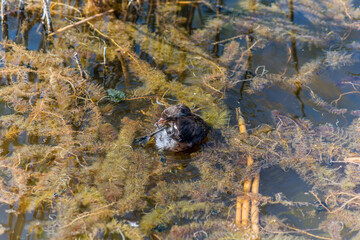 The Little Grebe (Tachybaptus ruficollis), also known as Dabchick, is a member of the grebe family of water birds. Feeding chicks.