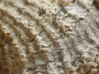 Textura de concha marina