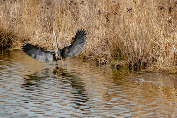 A heron taking off.