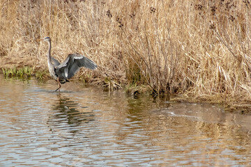 A heron taking off.
