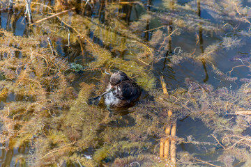 The Little Grebe (Tachybaptus ruficollis), also known as Dabchick, is a member of the grebe family of water birds. Feeding chicks.