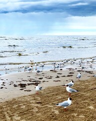 seagull on the beach