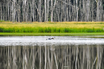 Great blue heron in flight by the forest.