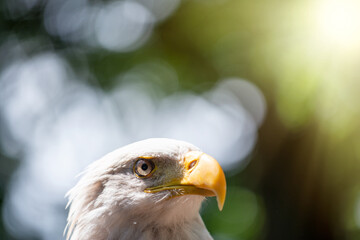 Obraz premium Eagle eye against the forest, wildlife concept
