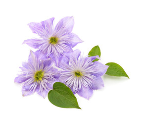 Blue clematis with green leaves.