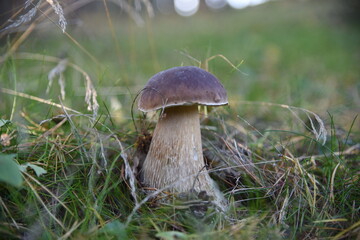 Collecting edible mushrooms. Mushroom-boletus.